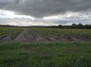 Vignes narbonnaises